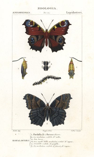 Farfalla pavone europea, Aglais io da Corsi Corsi