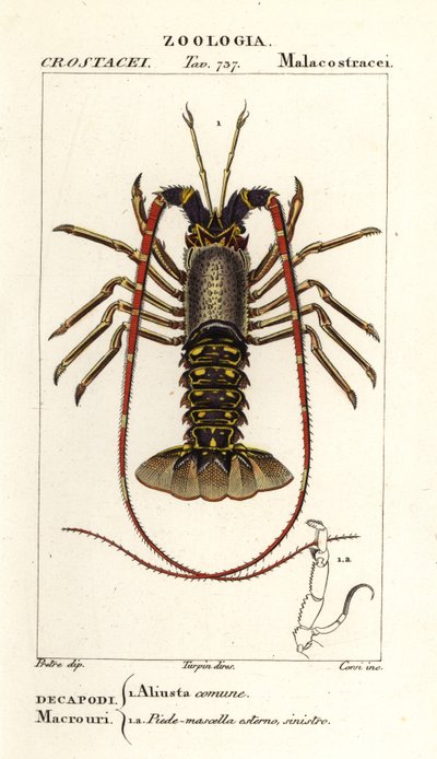 Aragosta spinosa europea, Palinurus elephas da Corsi Corsi