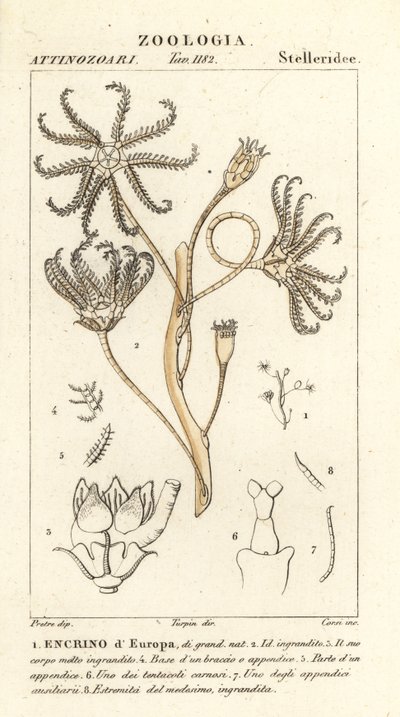 Encrinoide estinto Encrinus da Corsi Corsi
