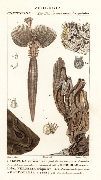 Verme a ventaglio, Serpula vermicularis 1, verme polichete, Spirorbis corrugatus 2, verme anellide costruttore di tubi, Spirobranchus triqueter 3 e Galeolaria caespitosa 4 da Corsi Corsi
