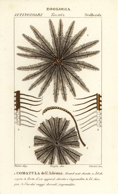Stella piumata, Oligometrides adeonae, Comatula adeonae, Comatula dell