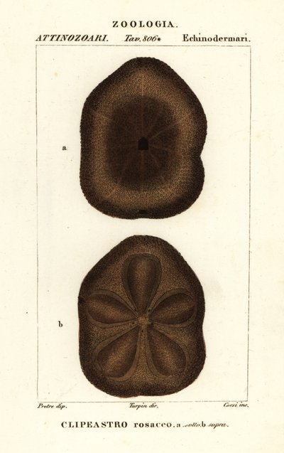 Riccio di mare piatto, Clypeaster rosaceus da Corsi Corsi