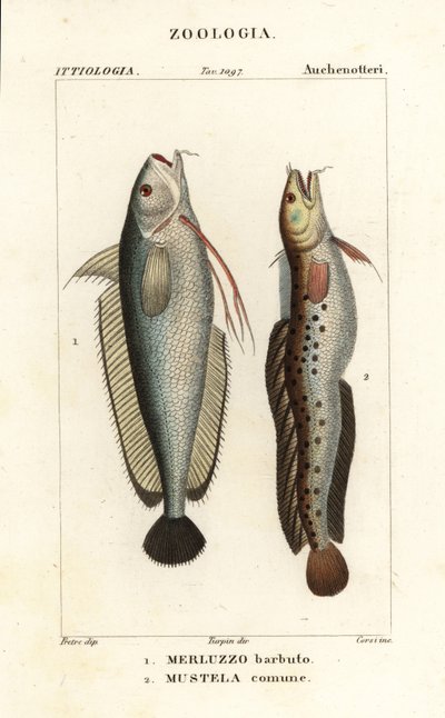 Brosmio, Phycis phycis 1 e mustella a cinque barbe, Ciliata mustela da Corsi Corsi