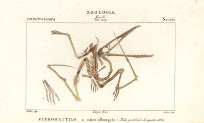 Scheletro fossile di un pterodattilo estinto, Pterodactylus antiquus da Corsi Corsi