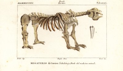 Scheletro fossile del bradipo gigante, Megatherium americanum da Corsi Corsi