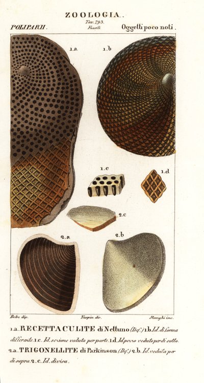 Fossili di coralli estinti da Corsi Corsi