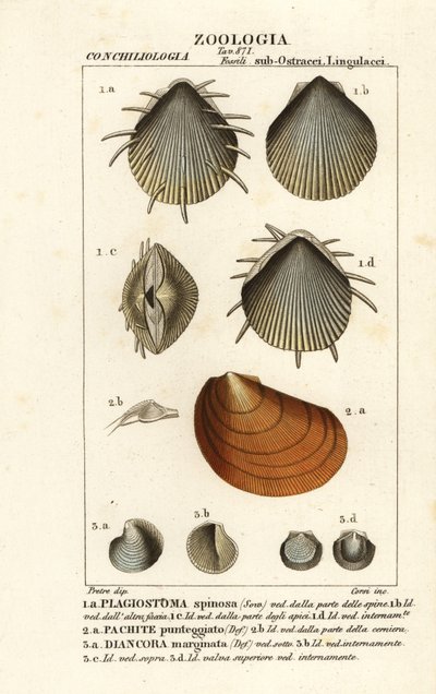 Fossili di capesante estinte da Corsi Corsi