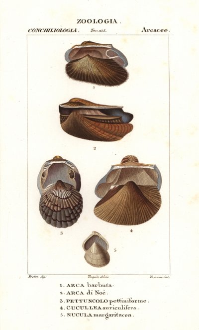 Vongole d