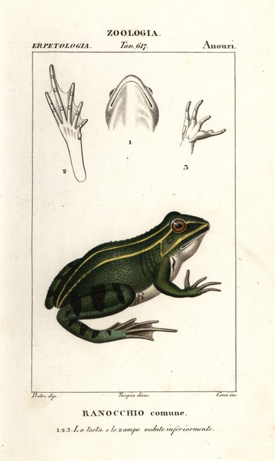 Rana verde, Pelophylax kl esculentus da Corsi Corsi