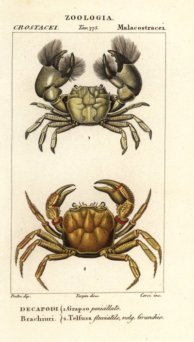 Hemigrapsus penicillatus e Potamon fluviatile da Corsi Corsi