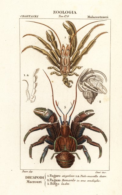 Granchi eremiti e granchio del cocco da Corsi Corsi