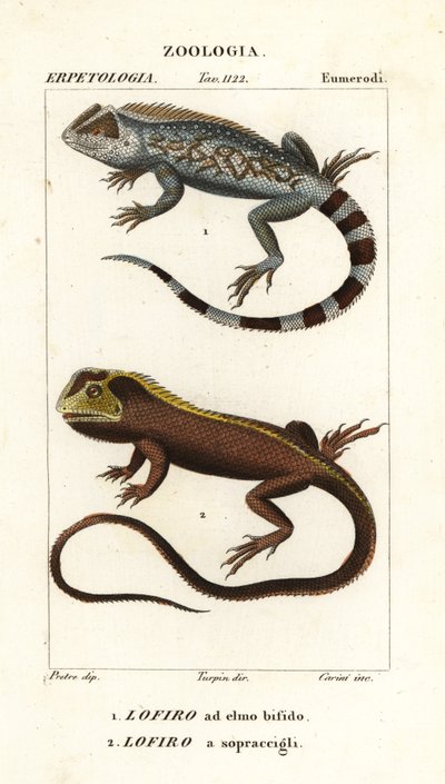 Lucertola testa di lira, Lyriocephalus scutatus 1 e lucertola subacquea o iguana mophead, Uranoscodon superciliosus 2 da Corsi Corsi