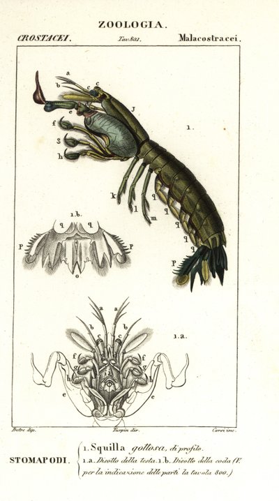 Gambero mantide, Gonodactylus chiragra da Corsi Corsi