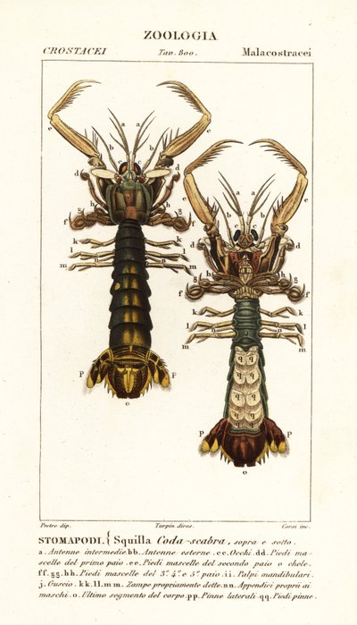 Gambero mantide, Lysiosquilla scabricauda da Corsi Corsi