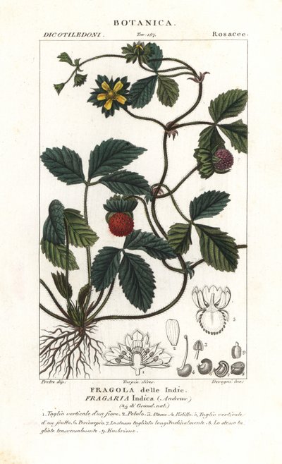 Fragola finta, Potentilla indica da Corsi Corsi
