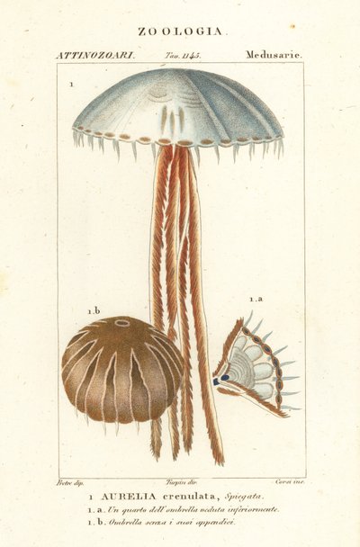 Medusa luna, Aurelia crenulata da Corsi Corsi