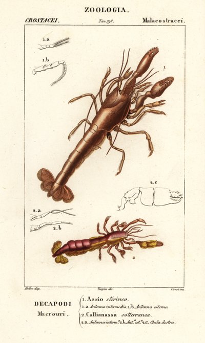Aragosta di fango e gambero di fango da Corsi Corsi