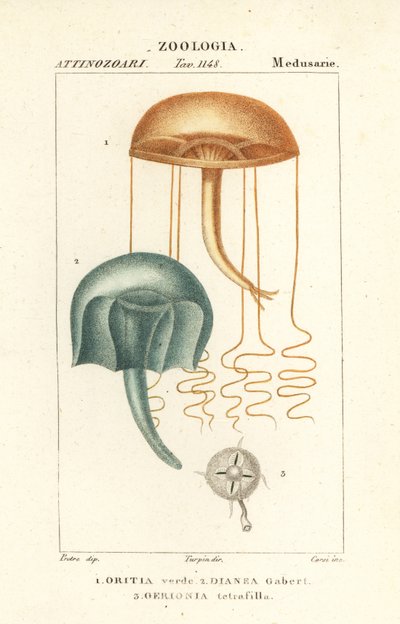 Medusa a occhio nudo, Orythia viridis, Oritia verde e idrozoi, Geryonia proboscidalis, Dianea gabert e Liriope tetraphylla da Corsi Corsi