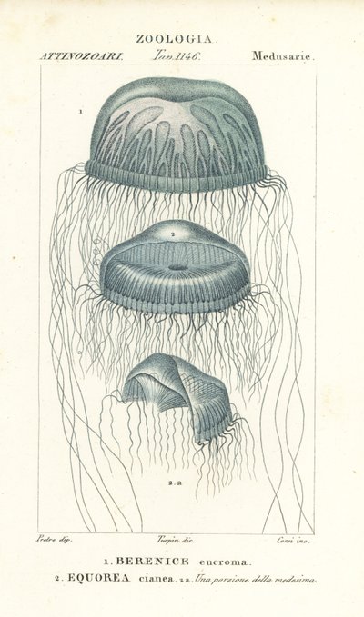 Medusa a occhio nudo, Berenix euchroma 1 e medusa cristallo, Aequorea cyanea 2 da Corsi Corsi