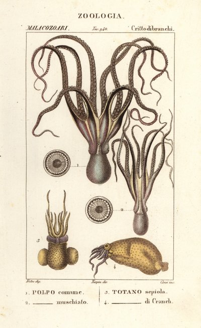 Specie di polpi e calamari da Corsi Corsi