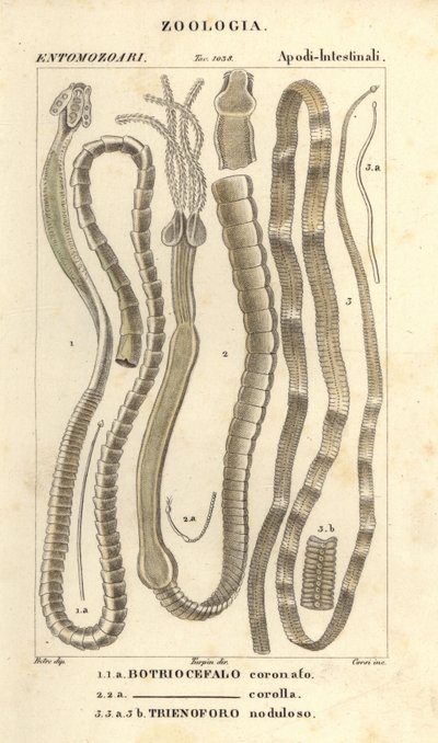 Vermi parassiti e tenie, Bothriocephalus coronatus 1, Bothriocephalus corolla 2, e tenia del luccio, Triaenophorus nodulosus 3 da Corsi Corsi