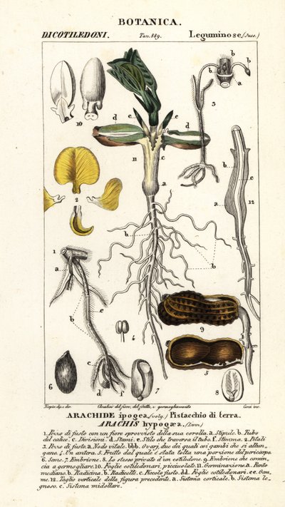 Arachide, Arachis hypogaea da Corsi Corsi