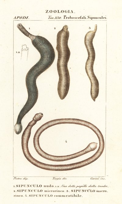 Vermi di arachide, Sipunculus nudus 1, Siphonosoma cumanense 4, ecc. da Corsi Corsi