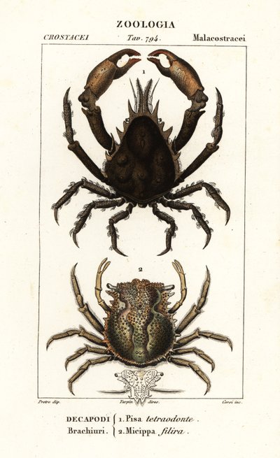 Pisa tetraodon e Micippa philyra da Corsi Corsi