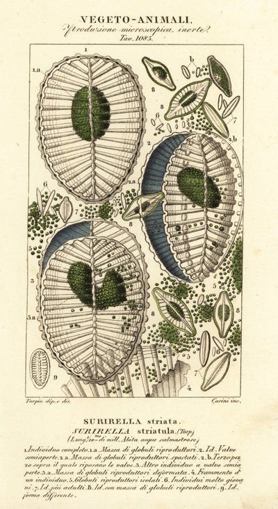 Plankton, Surirella striatula, Surirella striata da Corsi Corsi