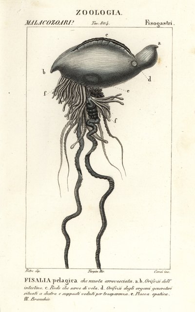 Caravella portoghese, Physalia physalis da Corsi Corsi