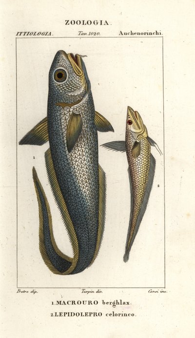 Granatiere dalla testa ruvida, Macrourus berglax e granatiere dal muso cavo, Coelorinchus caelorhincus da Corsi Corsi