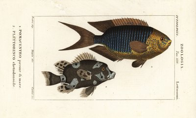 Pesce damigella zaffiro, Pomacentrus pavo, e pesce dolce arlecchino, Plectorhinchus chaetodonoides da Corsi Corsi