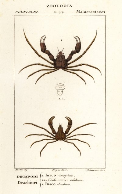 Granchio ragno scorpione e granchio ragno di Leach da Corsi Corsi