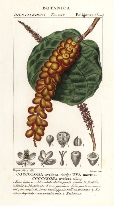 Uva marina, Coccoloba uvifera da Corsi Corsi