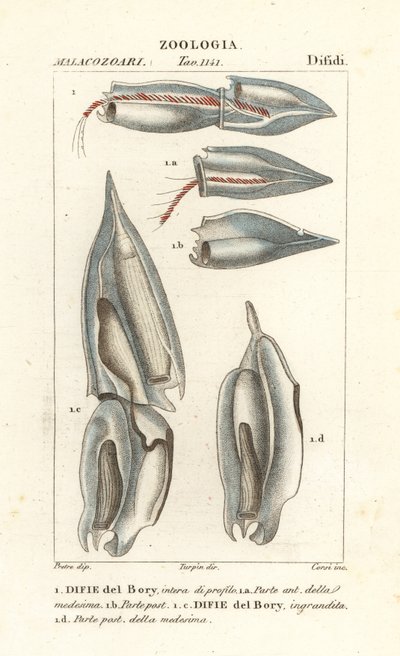 Sifonofori, Diphyes dispar, Diphyes boryi, Difie del Bory da Corsi Corsi