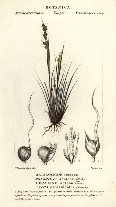 Erba lancia, Piptochaetium panicoides da Corsi Corsi