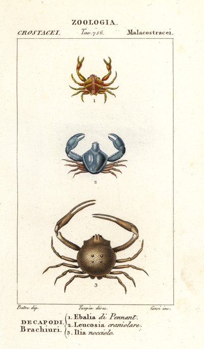 Specie di granchio da Corsi Corsi