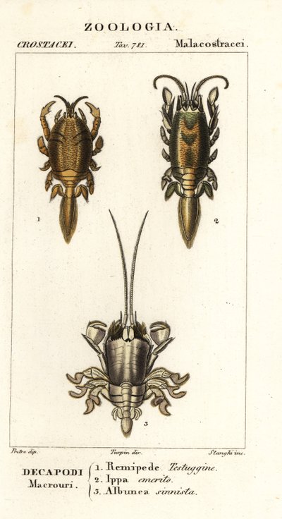 Specie di granchi talpa o granchi di sabbia da Corsi Corsi