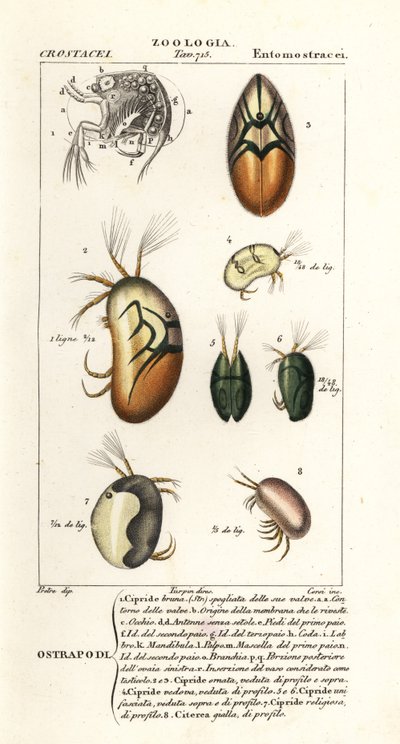 Specie di ostracodi da Corsi Corsi