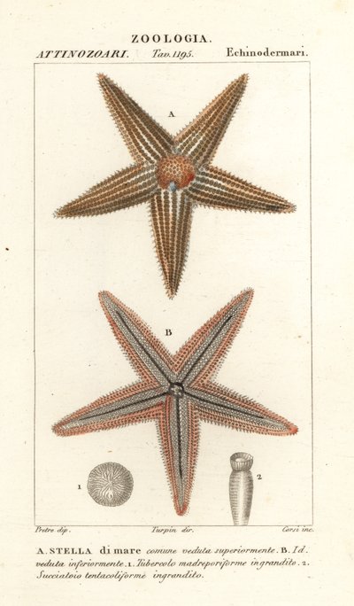 Stella marina, Asterias rubens da Corsi Corsi