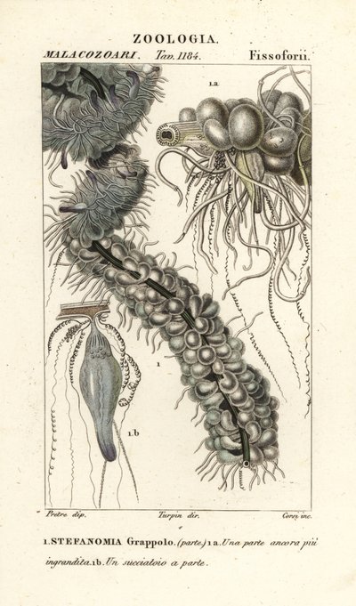 Medusa a corda, Apolemia uvaria (Stephanomia uvaria, Stefanomia grappolo) da Corsi Corsi