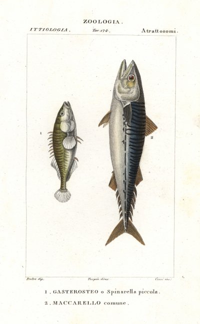 Spinarello a tre spine e sgombro atlantico da Corsi Corsi