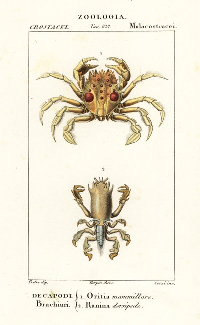 Granchio tigre e granchio rana da Corsi Corsi