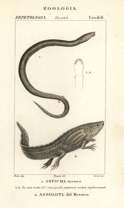 Anfiuma a due dita, Amphiuma means, Anfiuma means 1, e axolotl o pesce ambulante messicano in pericolo critico, Ambystoma mexicanum, Assolotl del Messico 2 da Corsi Corsi