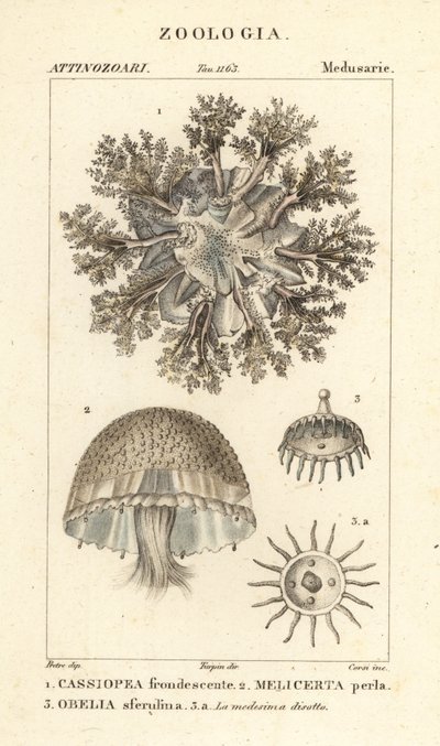 Medusa capovolta, Cassiopea frondosa 1, specie Melicertum 2 e polipo obelia 3 da Corsi Corsi