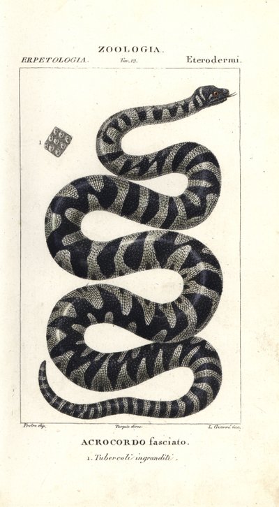 Serpente verrucoso o piccolo serpente a file, Acrochordus granulatus da Corsi Corsi