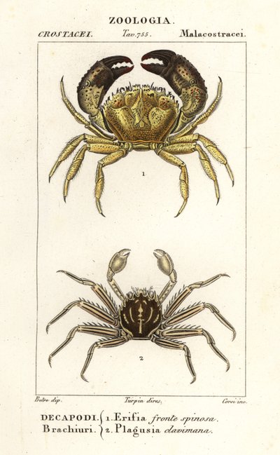 Granchio verrucoso e granchio piatto da Corsi Corsi