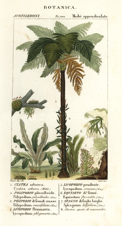 Felce arborea delle Indie Occidentali, Cyathea arborea, felce rampicante, Microgramma piloselloides, felce graziosa, Niphidium crassifolium, felce a nappa grossolana, Huperzia phlegmaria, licopodio a corna di cervo, Lycopodiella cernua, equiseto d