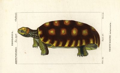 Tartaruga a piedi gialli o tartaruga gigante brasiliana, Chelonoidis denticulatus Testudo tabulata Testuginne intarsiata da Corsi Corsi