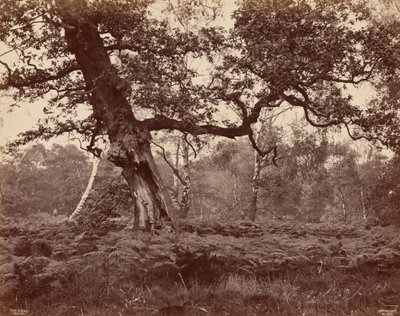 Studio di un albero, c. 1870 (foto) da Cox & Son